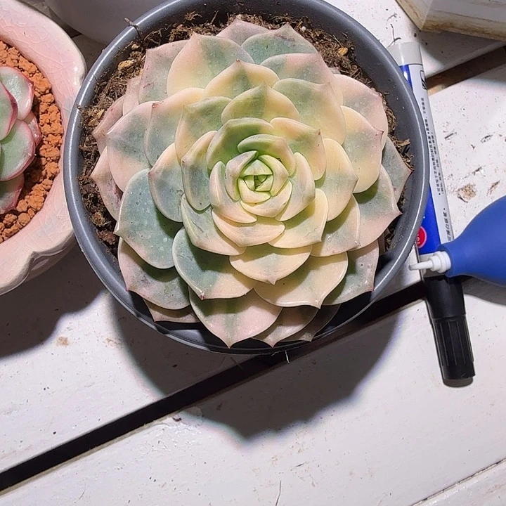 白牡丹锦多肉植物