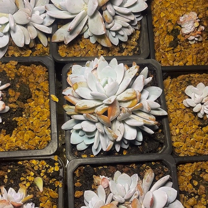 多肉植物雪莲多头