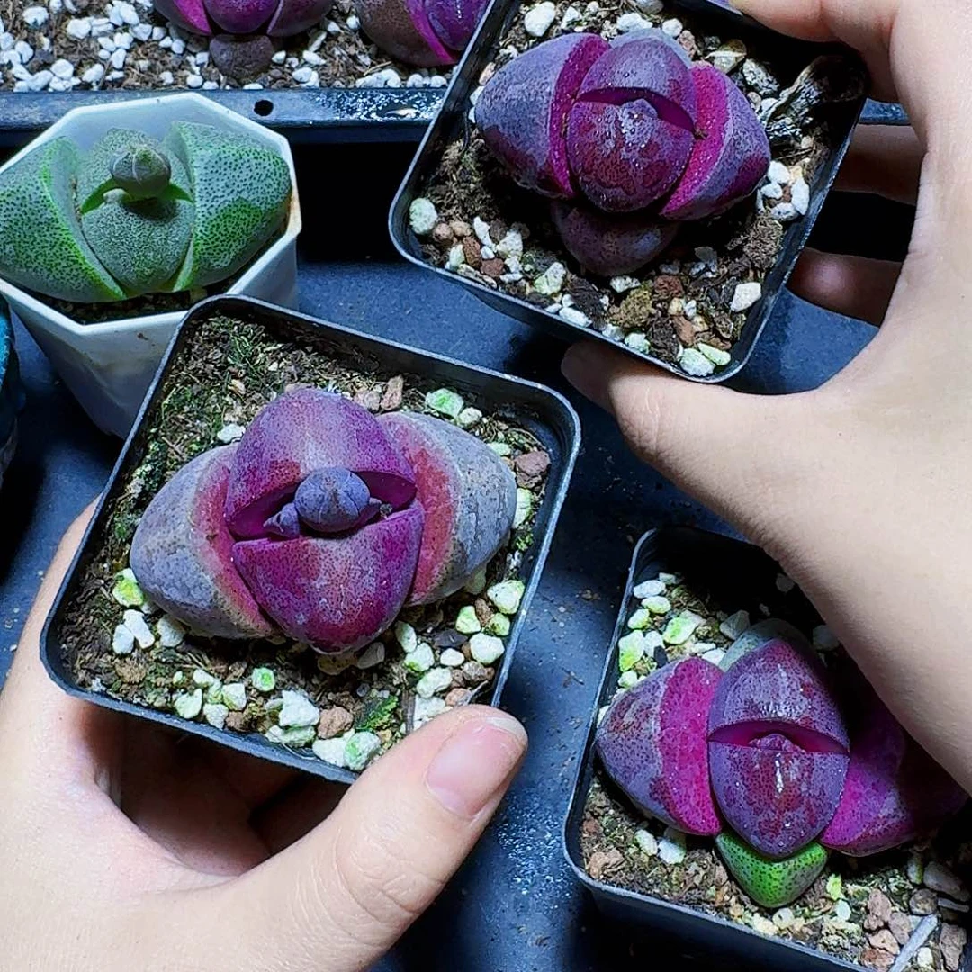 带花苞紫元宝一颗福利