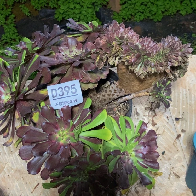 【闪购商品】395花脸粉戴多肉