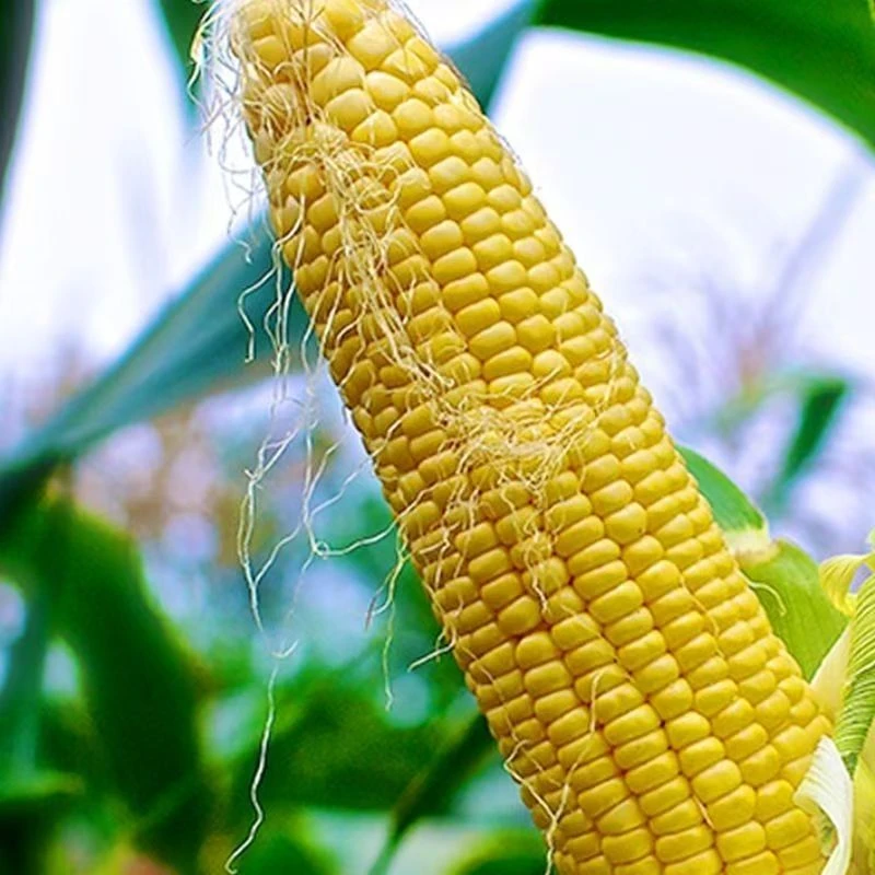 《健硕农场》黄甜水果玉米 香甜 新鲜发货好吃 ±250g天津市