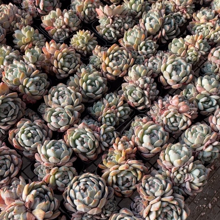 7方盆橙梦露12颗带盆土不包整新疆西藏不发