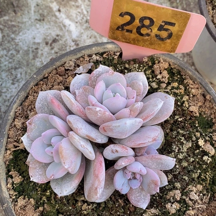 285号奶茶4头1111