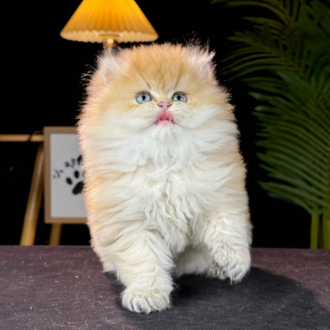 小邓与金渐层宠物活体猫咪全款成交链接