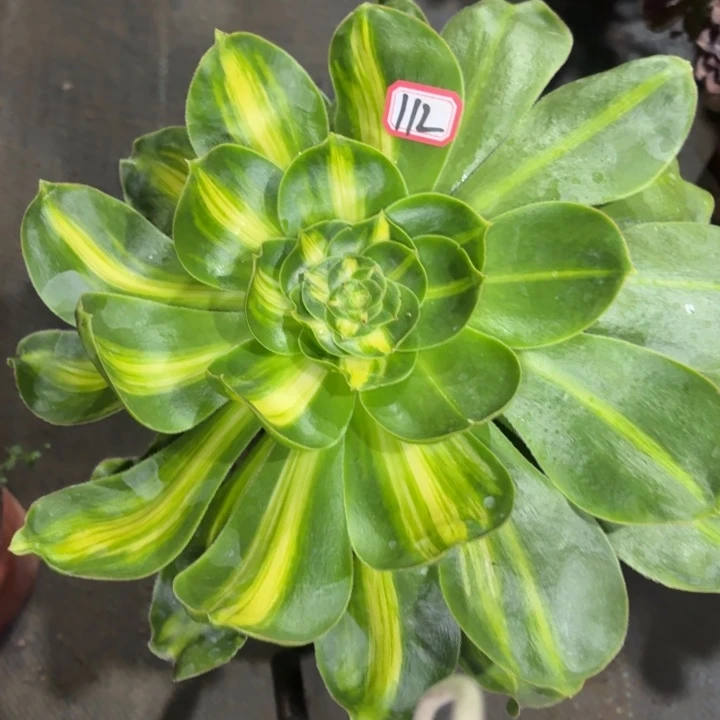 一物一拍112法师多肉