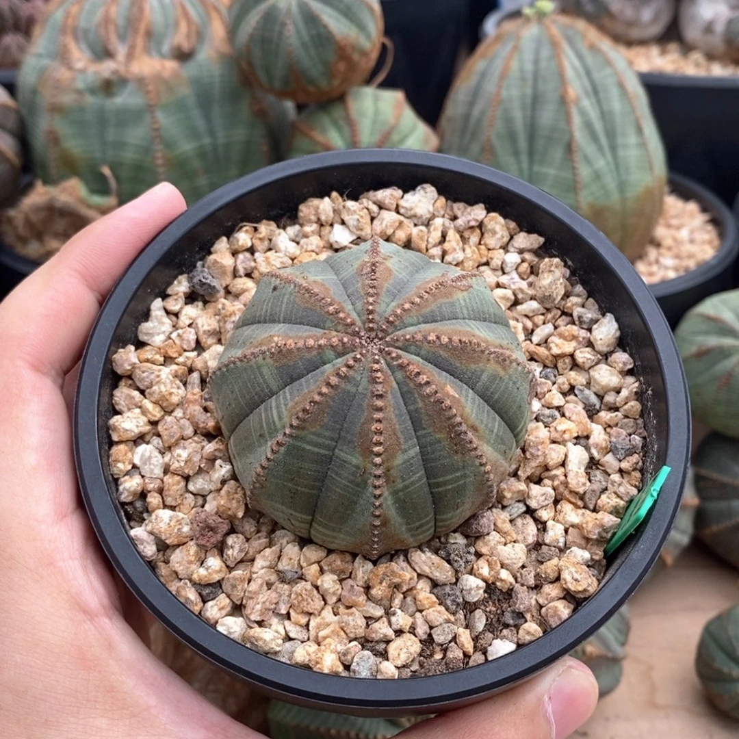 30 欧系实生布纹球多肉植物