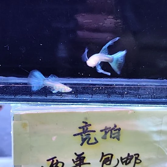 孔雀鱼8蓝白大C一对