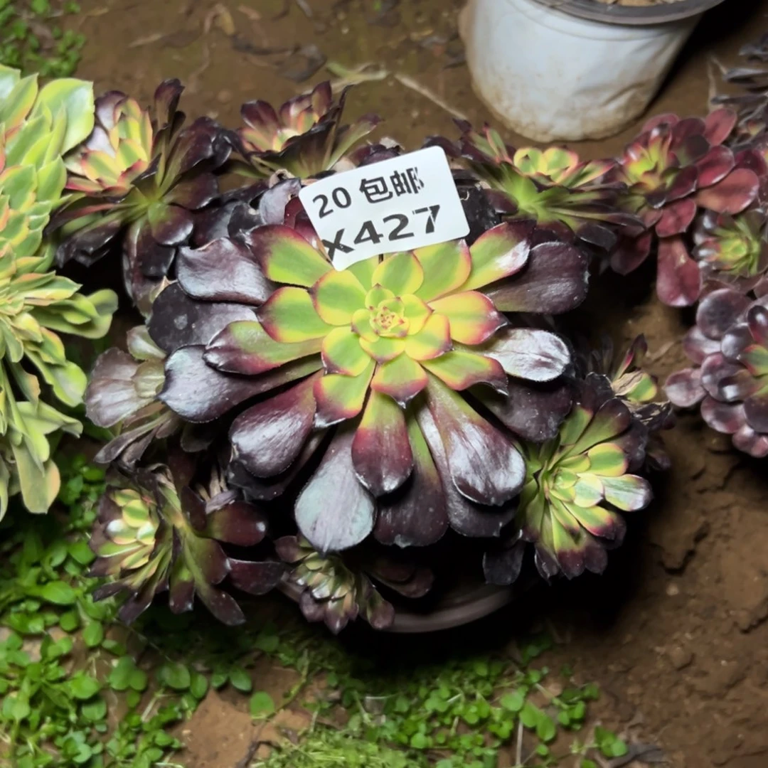 427美肌，满20包邮嘟叮熊
