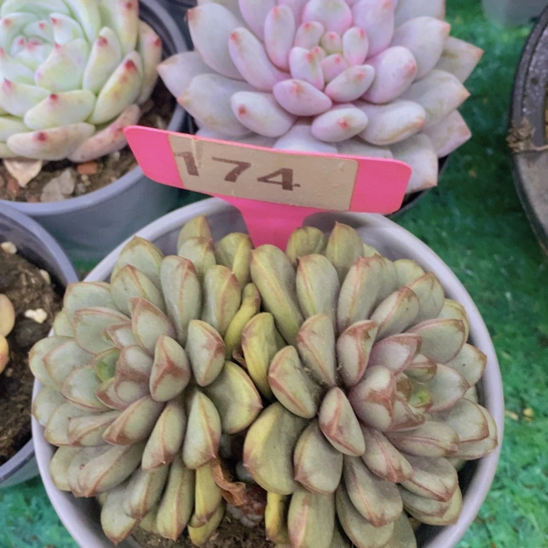 开心多肉，首播福利3