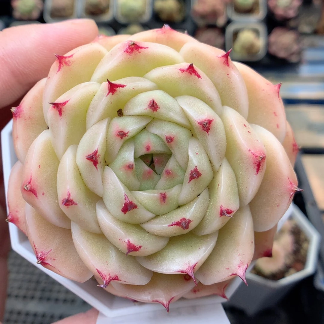 F181 ，20包邮两天凑单偏远不发货