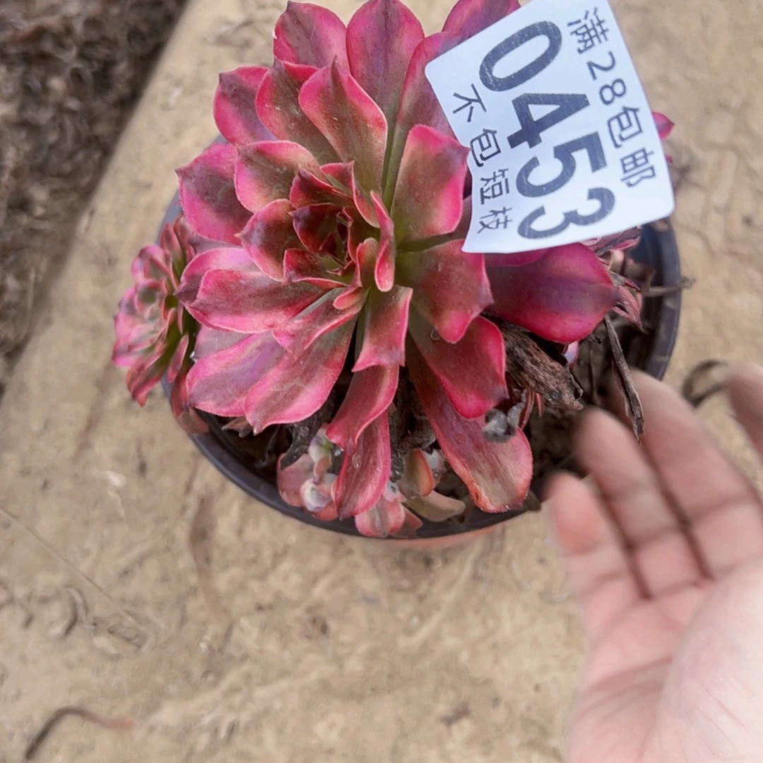 月***酒0453多肉植物法师法师