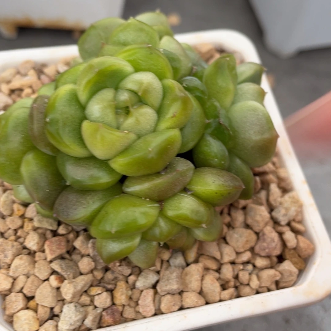 蓝水鬼珍妮手捧群生