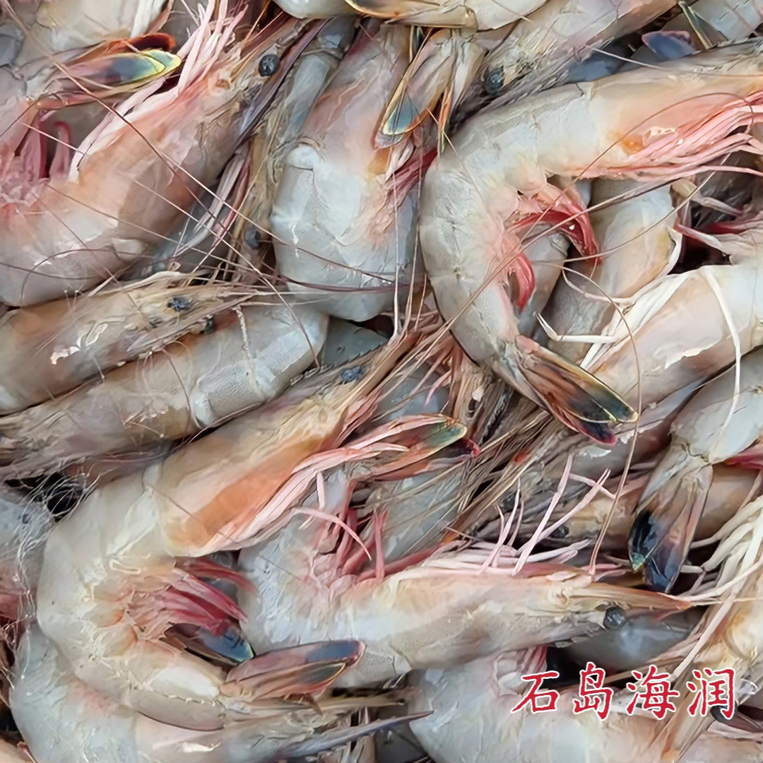 渤海湾野生海捕大对虾/虾母/青头虾（特价）