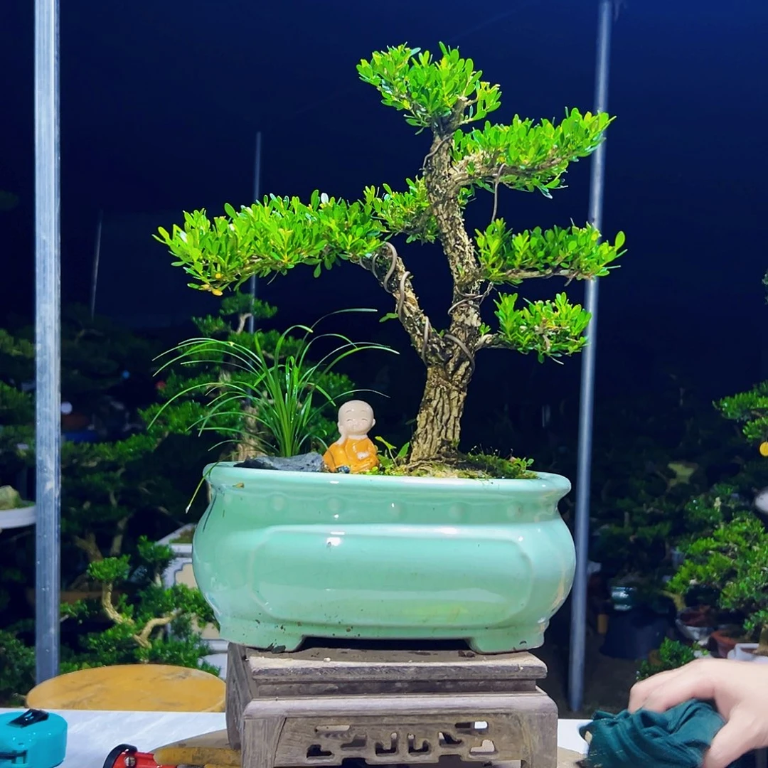 无花朵黄杨木