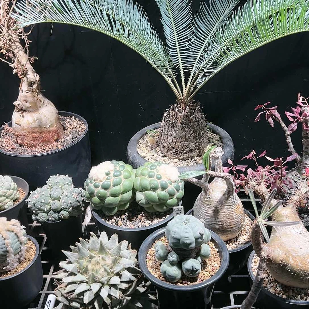 99带个盲 抽34567