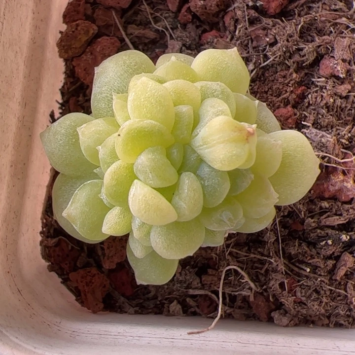 一物一拍，精品糖心，尺寸不大介意勿拍