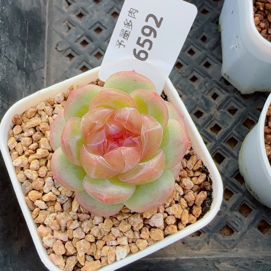 一***新栀子花，6592多肉植物