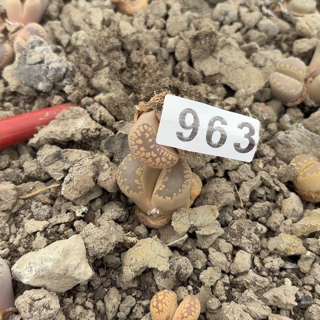 生石花一物一拍963