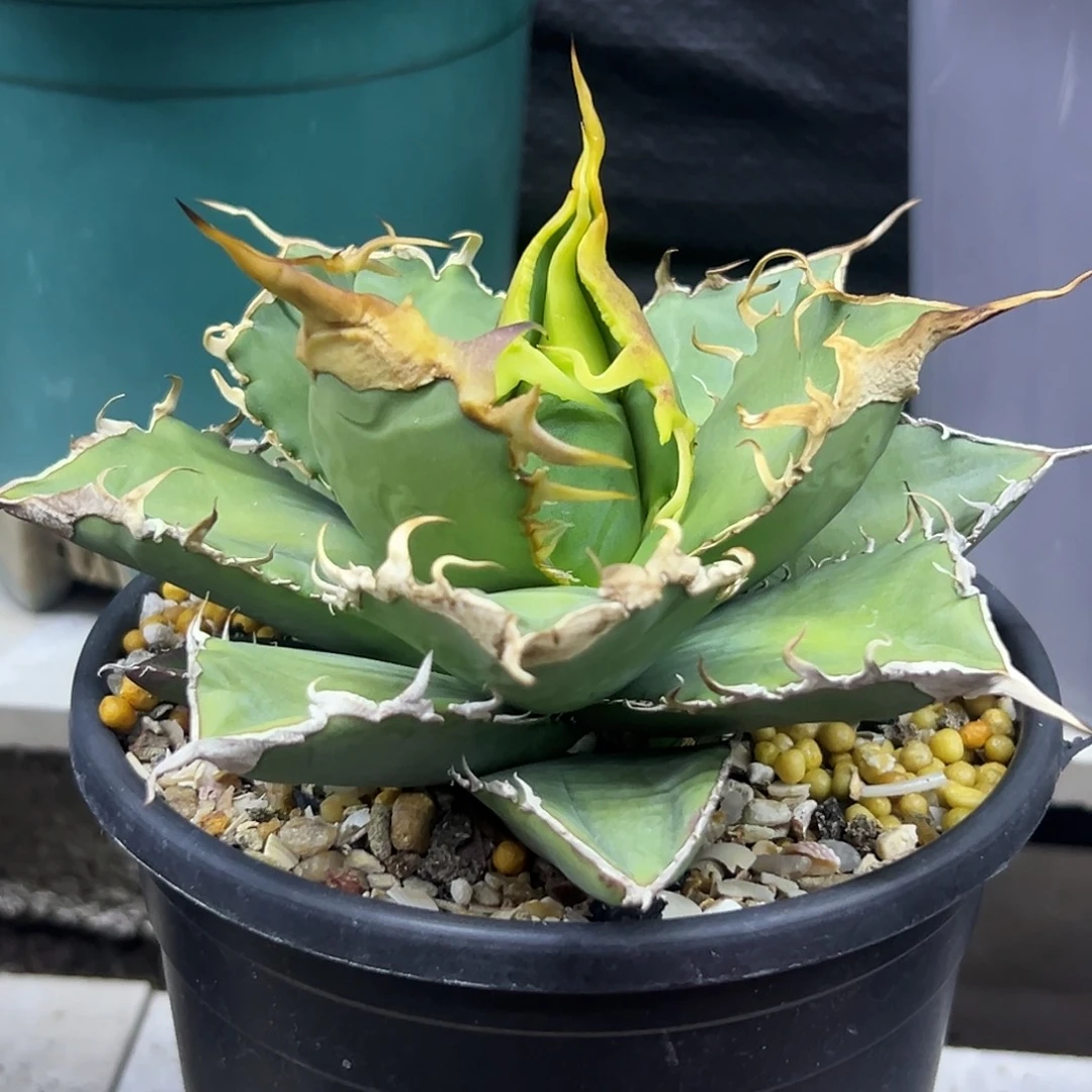 绿幽灵一物一拍偏远不包邮不退不换