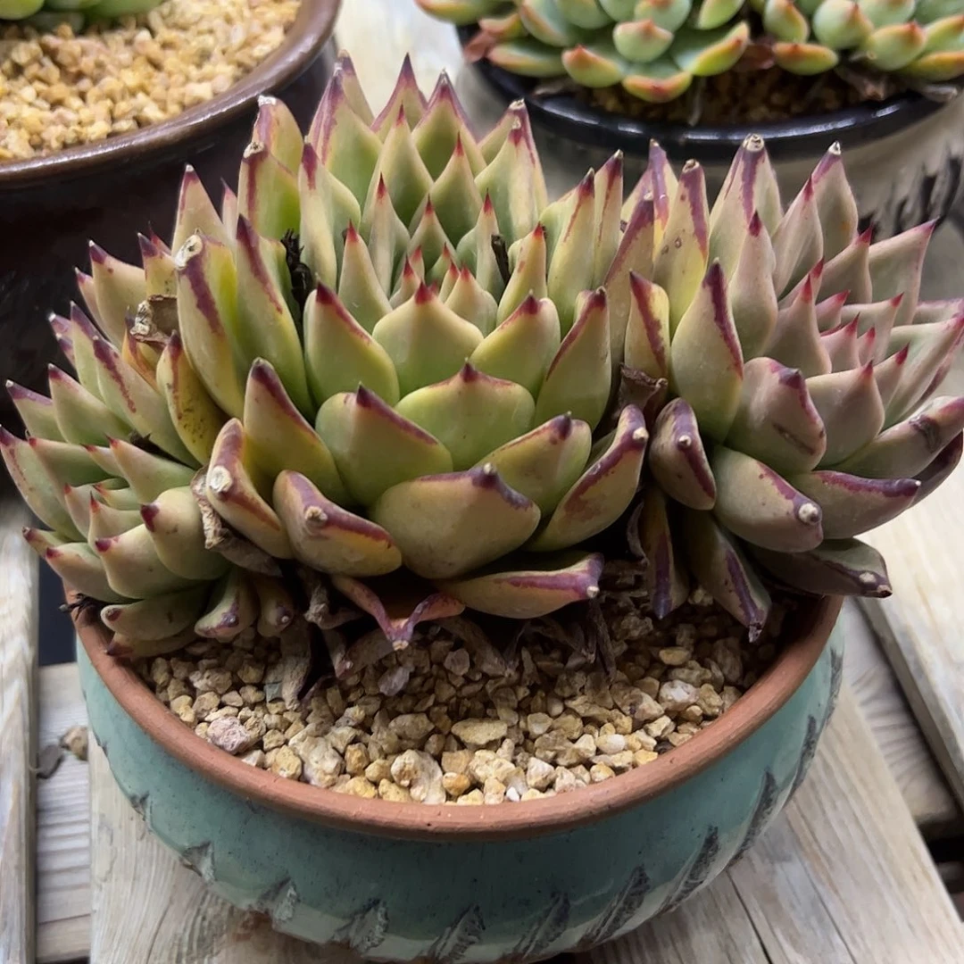 乌木18 零零多肉植物