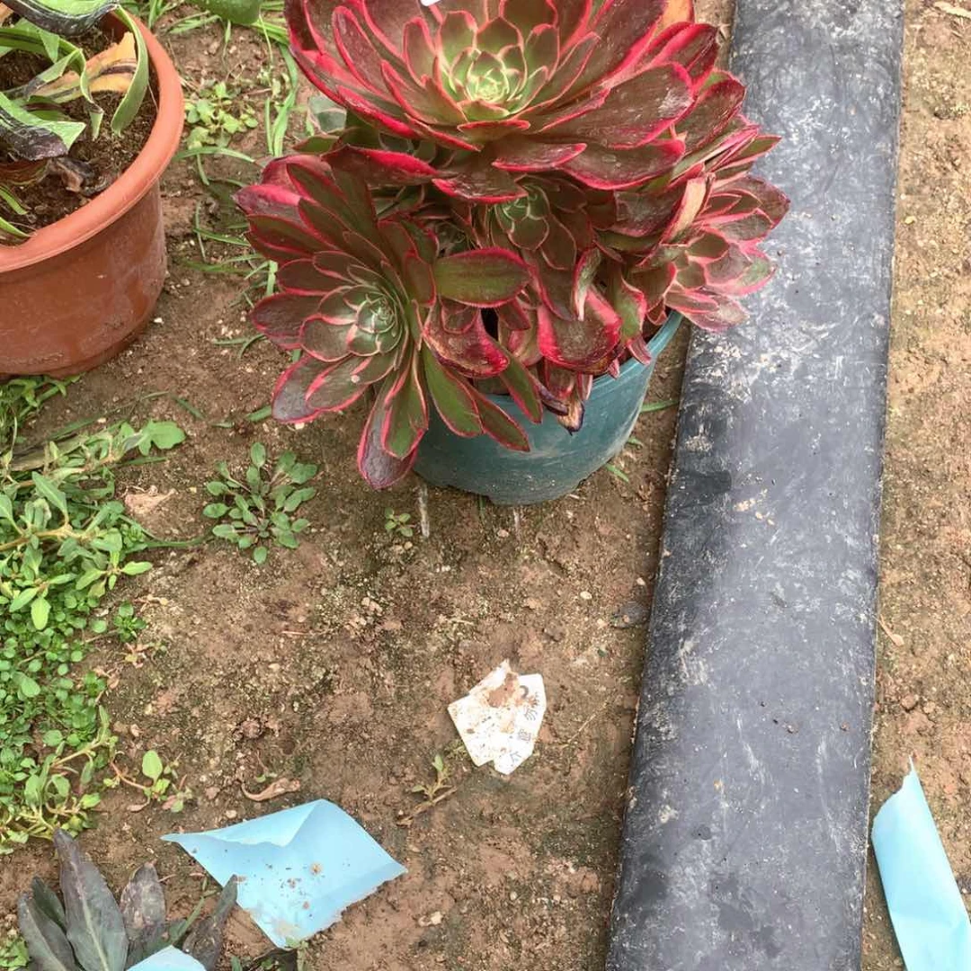 多肉植物花粉妖074