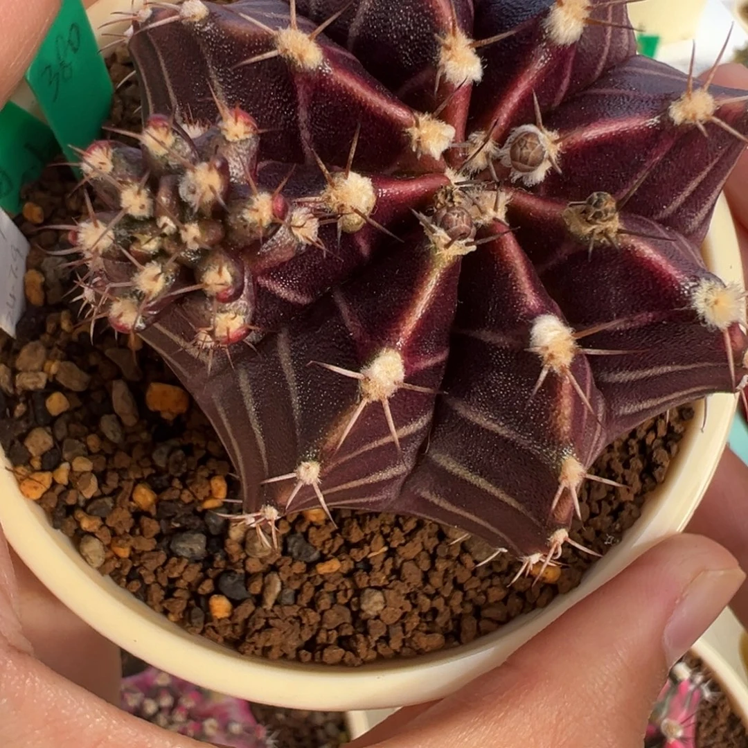 侧芽 黑斑马好看的米哈冲冲冲