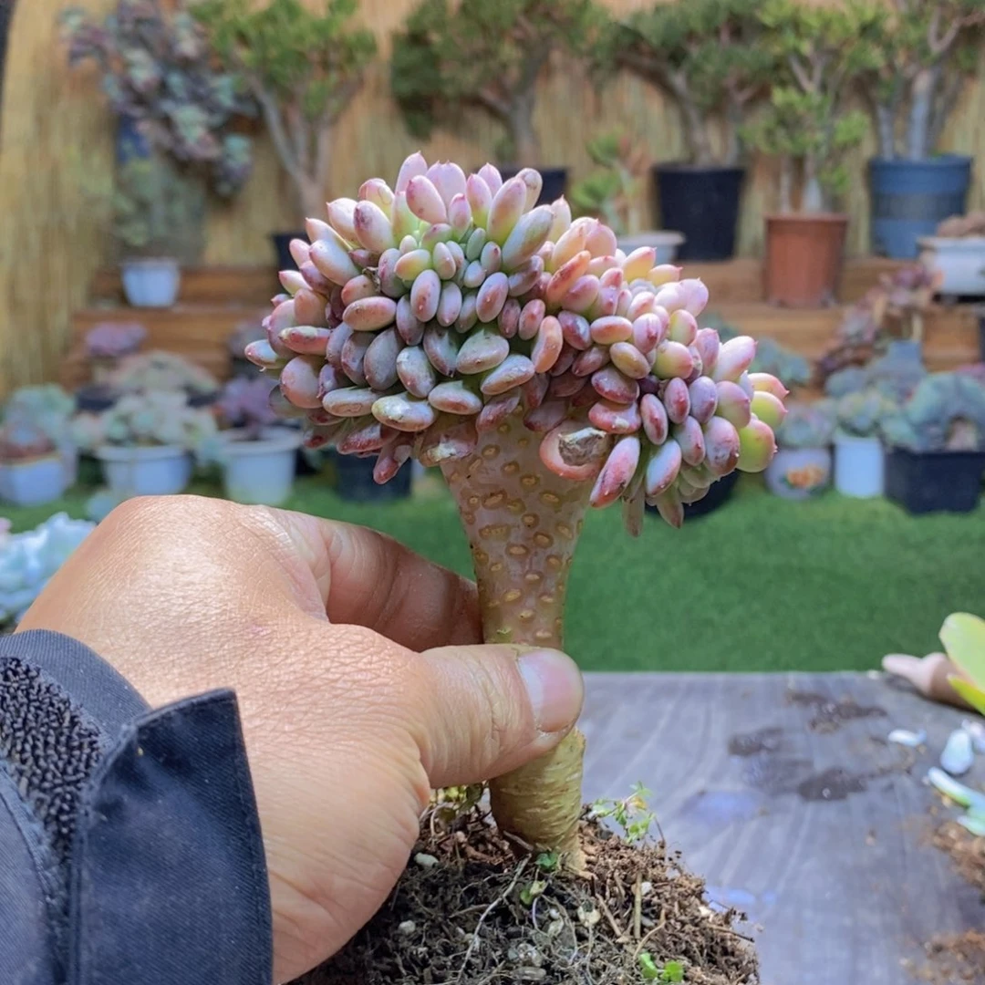 小*?36号玛瑙缀化