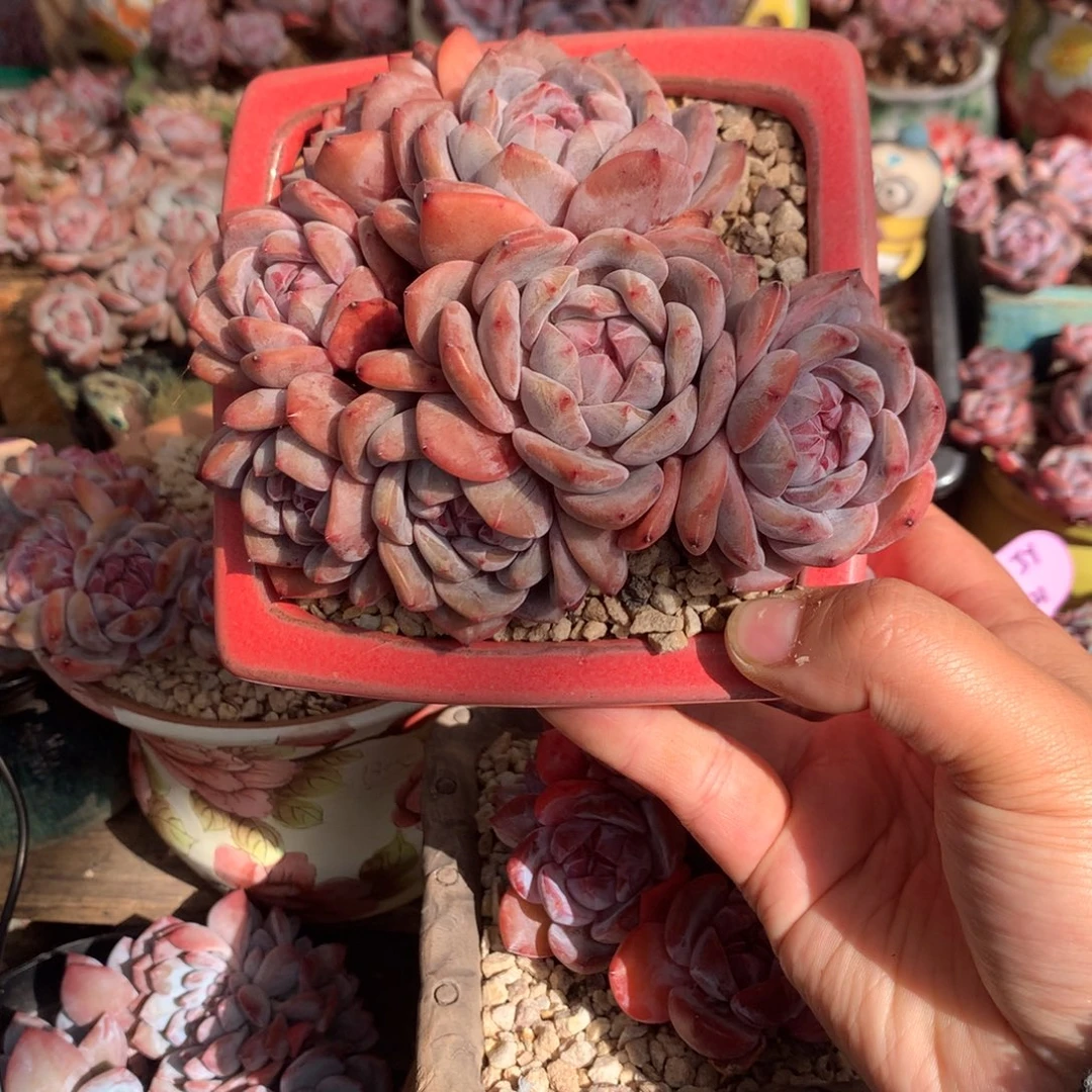 哈哈哈哈哈哈哈哈18