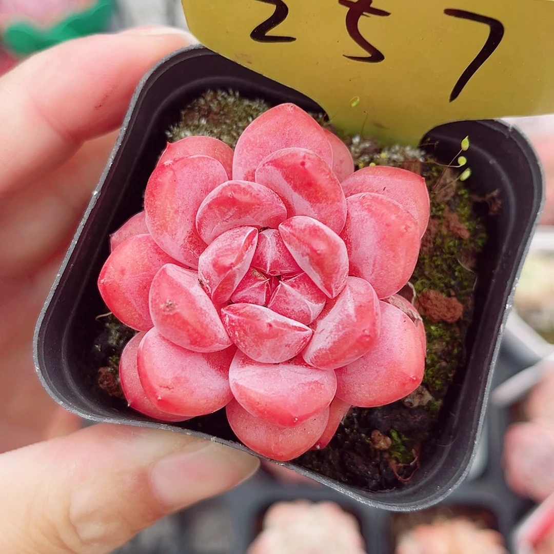 小***糖257号小老桩糖心单头