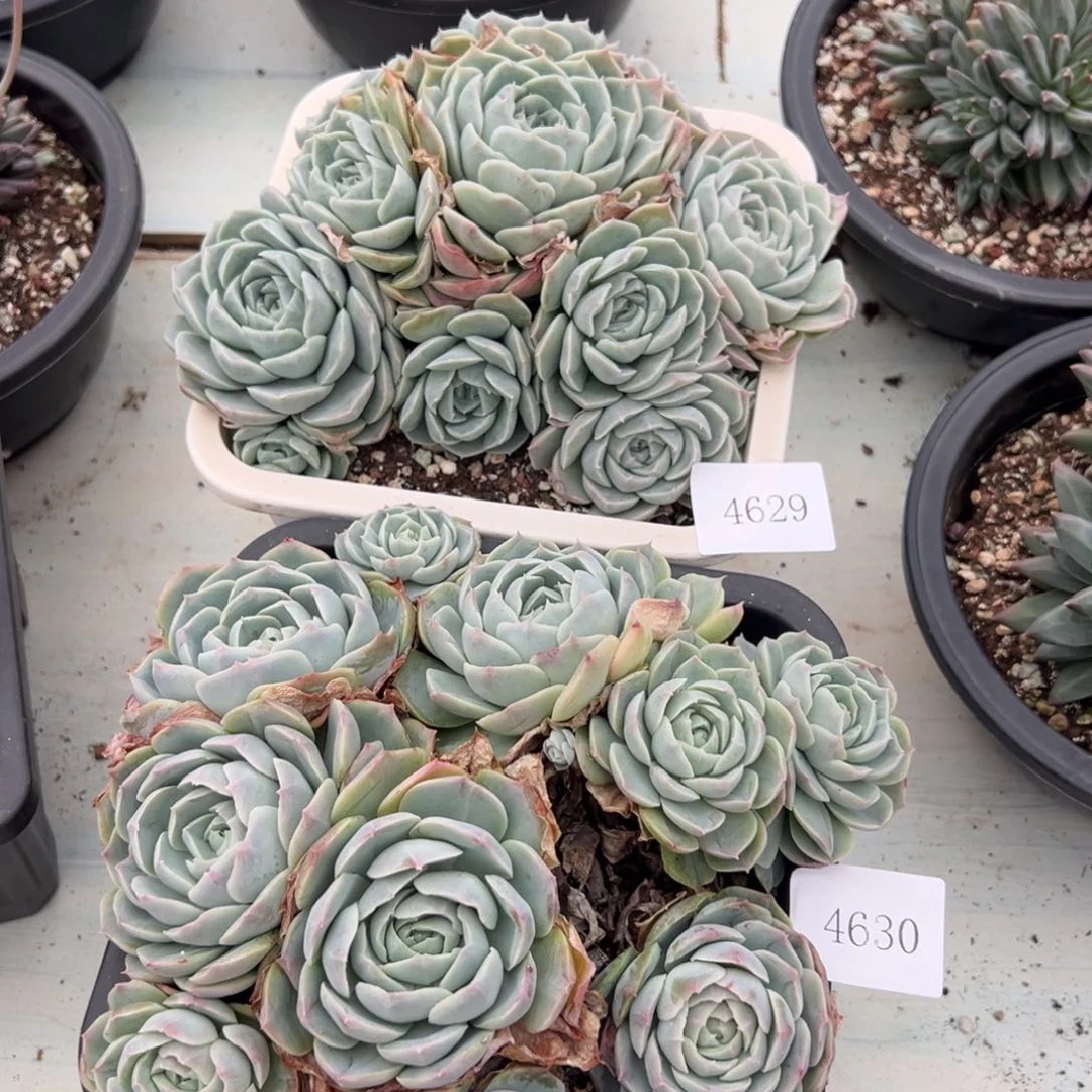 h****24629 4630不包整肉肉肉肉肉肉肉肉