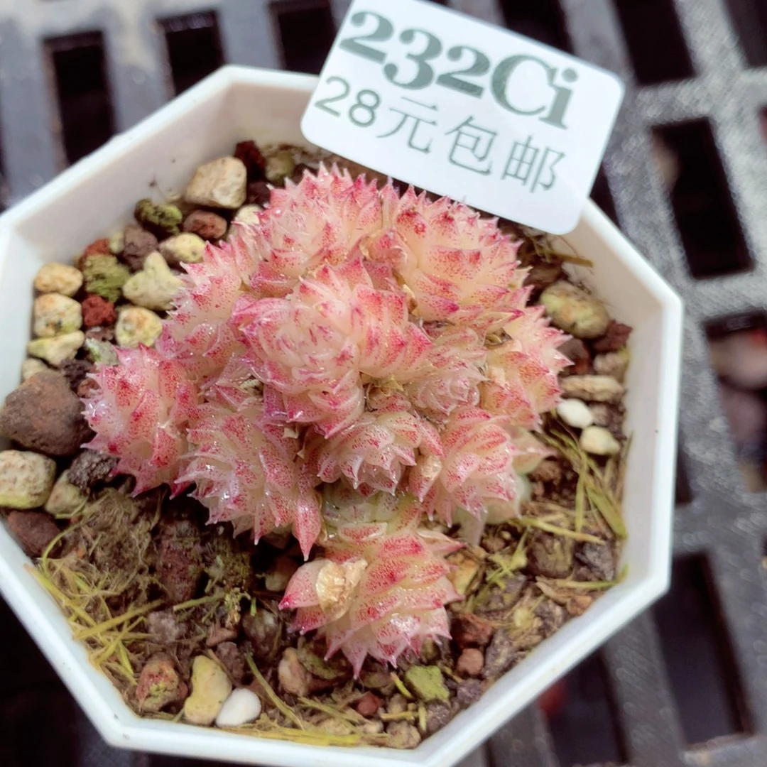 5厘米盆精控多肉232