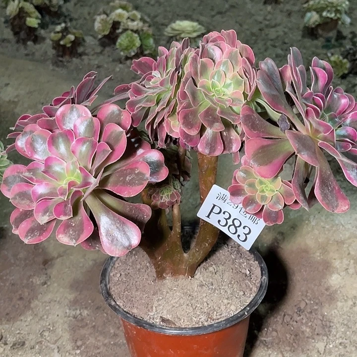383美杜莎缀多肉植物