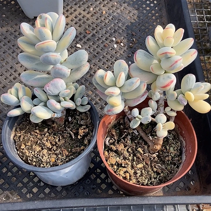 2颗乒乓锦多肉植物