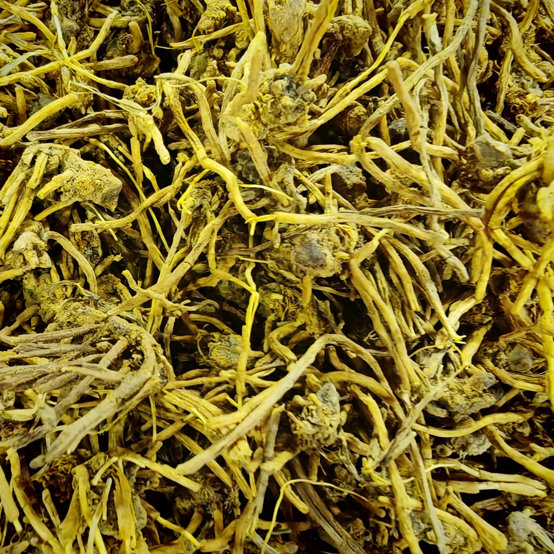 【周生专属】雪山黄龙草 500克 拍一发三