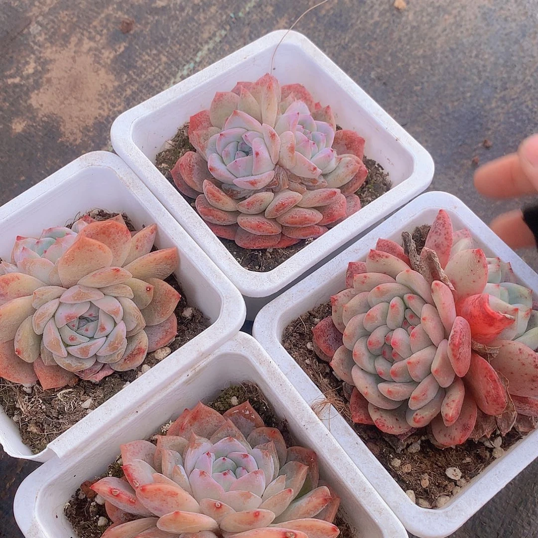 3颗冰魄凌雪467789900000