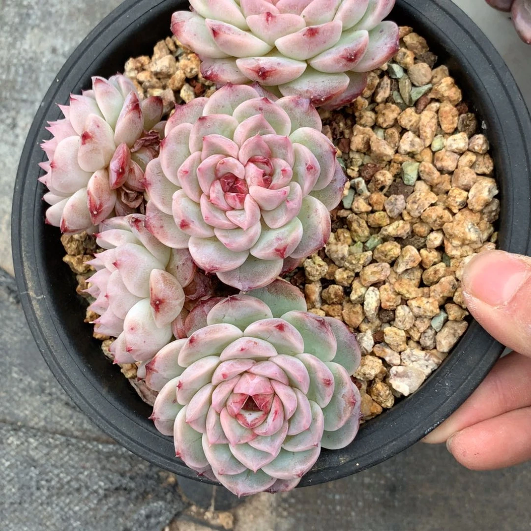 友家多肉一物一拍