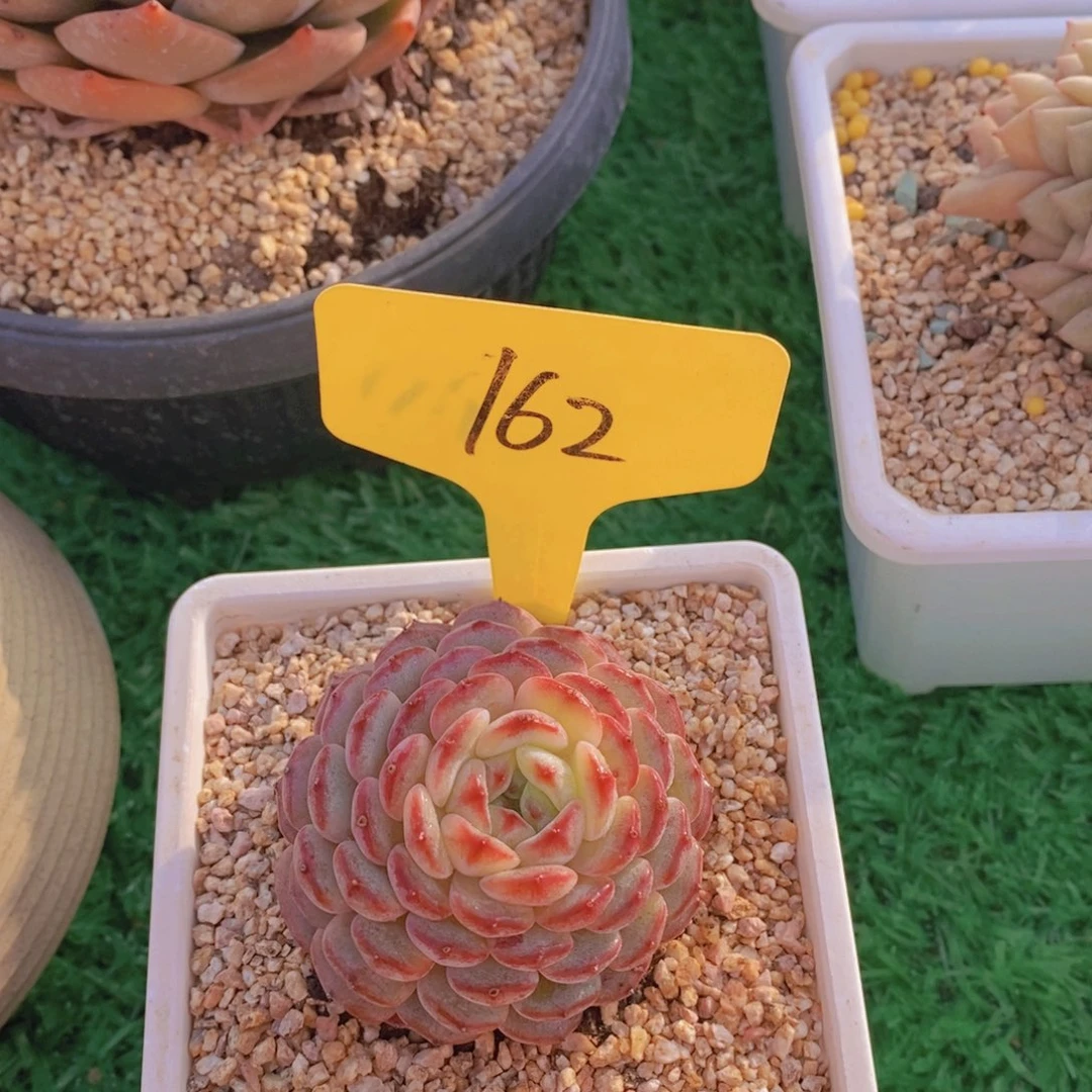 开心多肉植物多肉