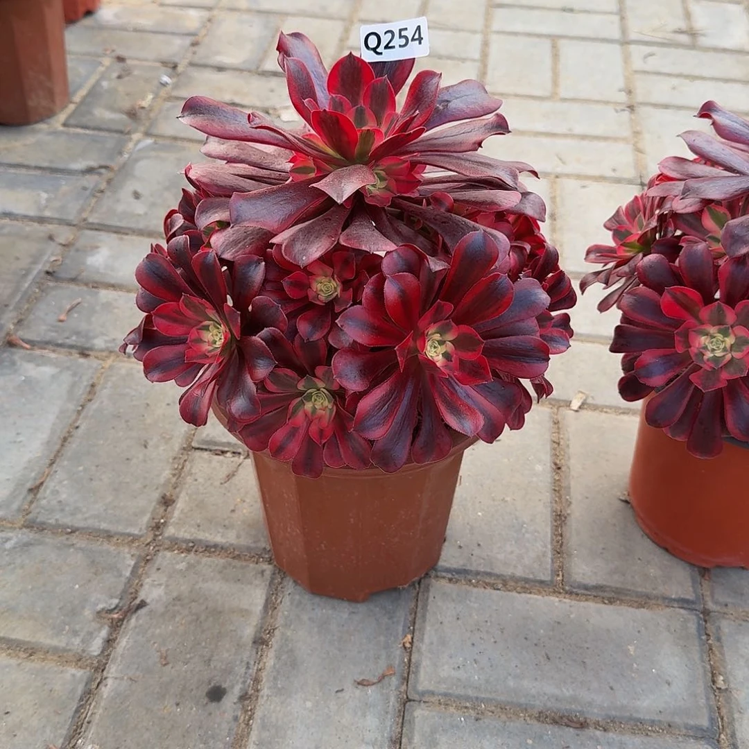 春**开254美杜莎44冠服24左右