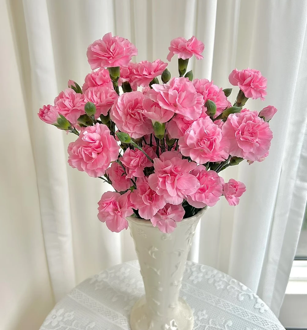 珍珠粉多头康乃馨【2单顺丰或京东】云南鲜花基地直发室内水养插花