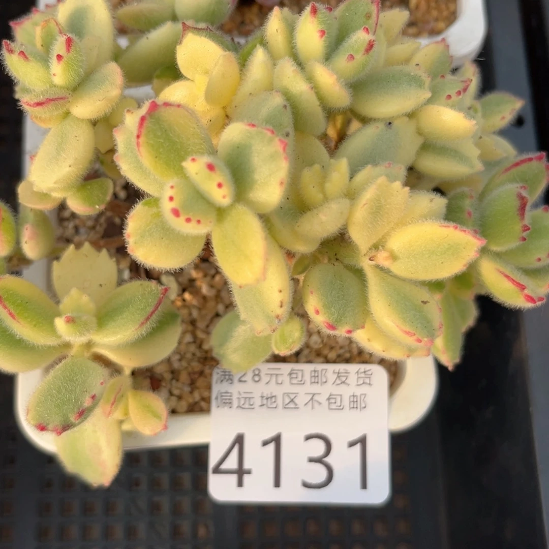 菜*花4131h j j j j j j
