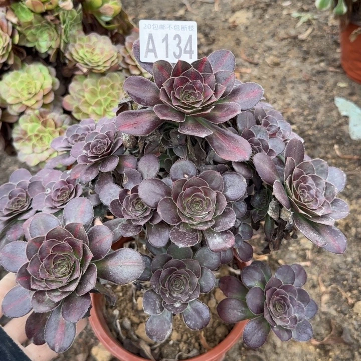 圆叶……多肉植物……