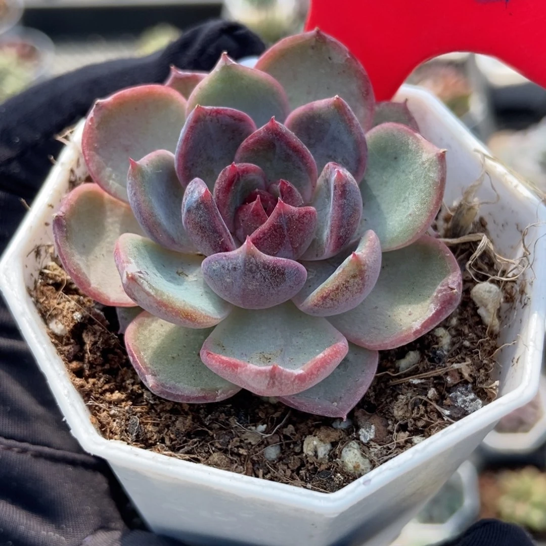 823蓝莓多肉植物多肉