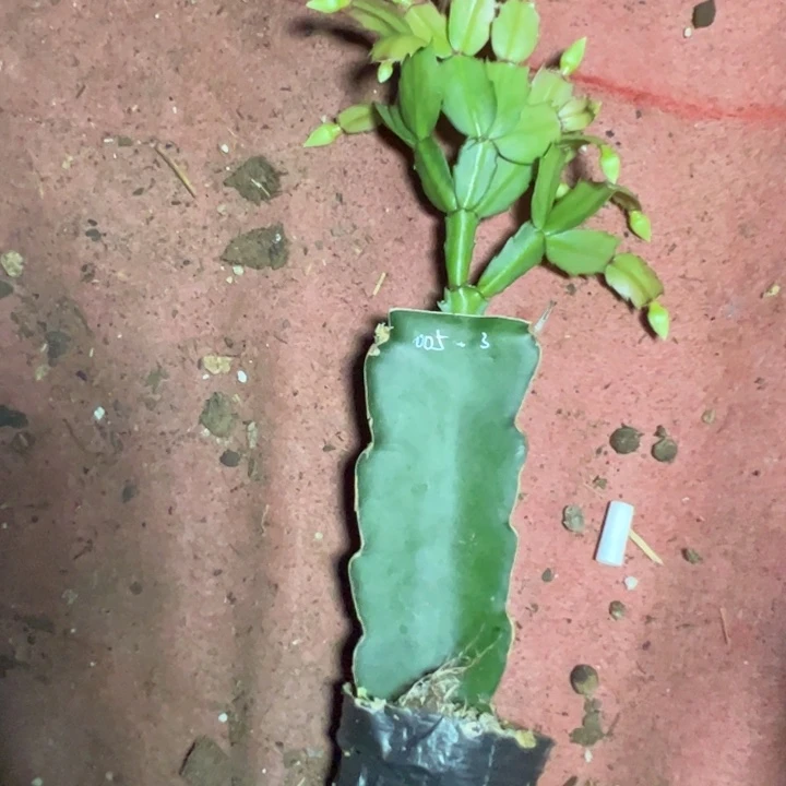 005嫁接多叶片小苗一颗3号