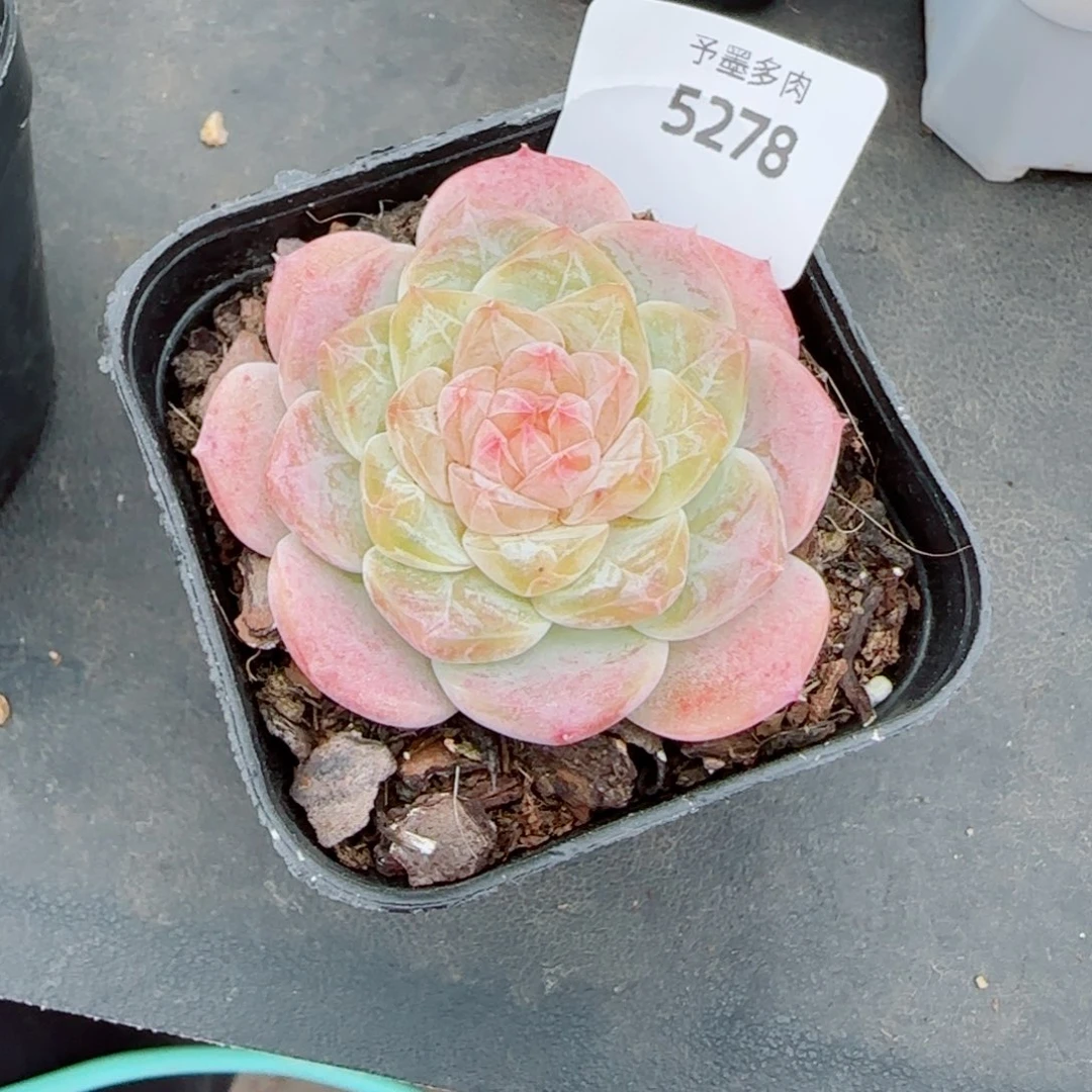 孤品，5278多肉植物