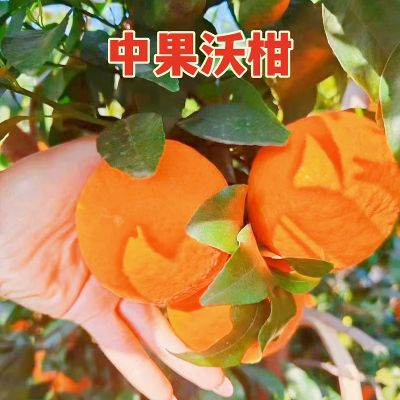 【直播专享】云南宾川中果沃柑8斤装