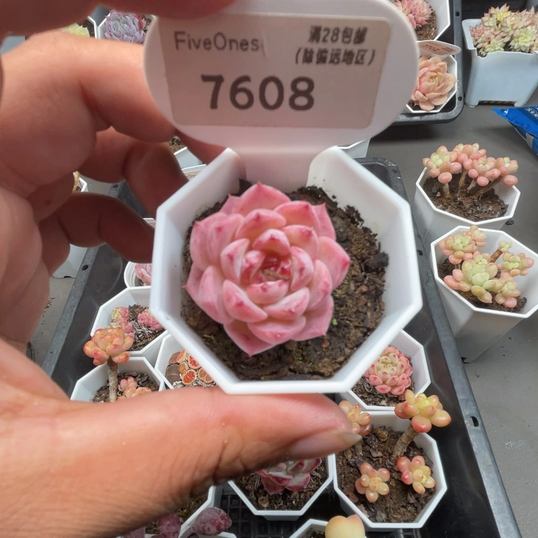 7608天鹅绒4.5厘米