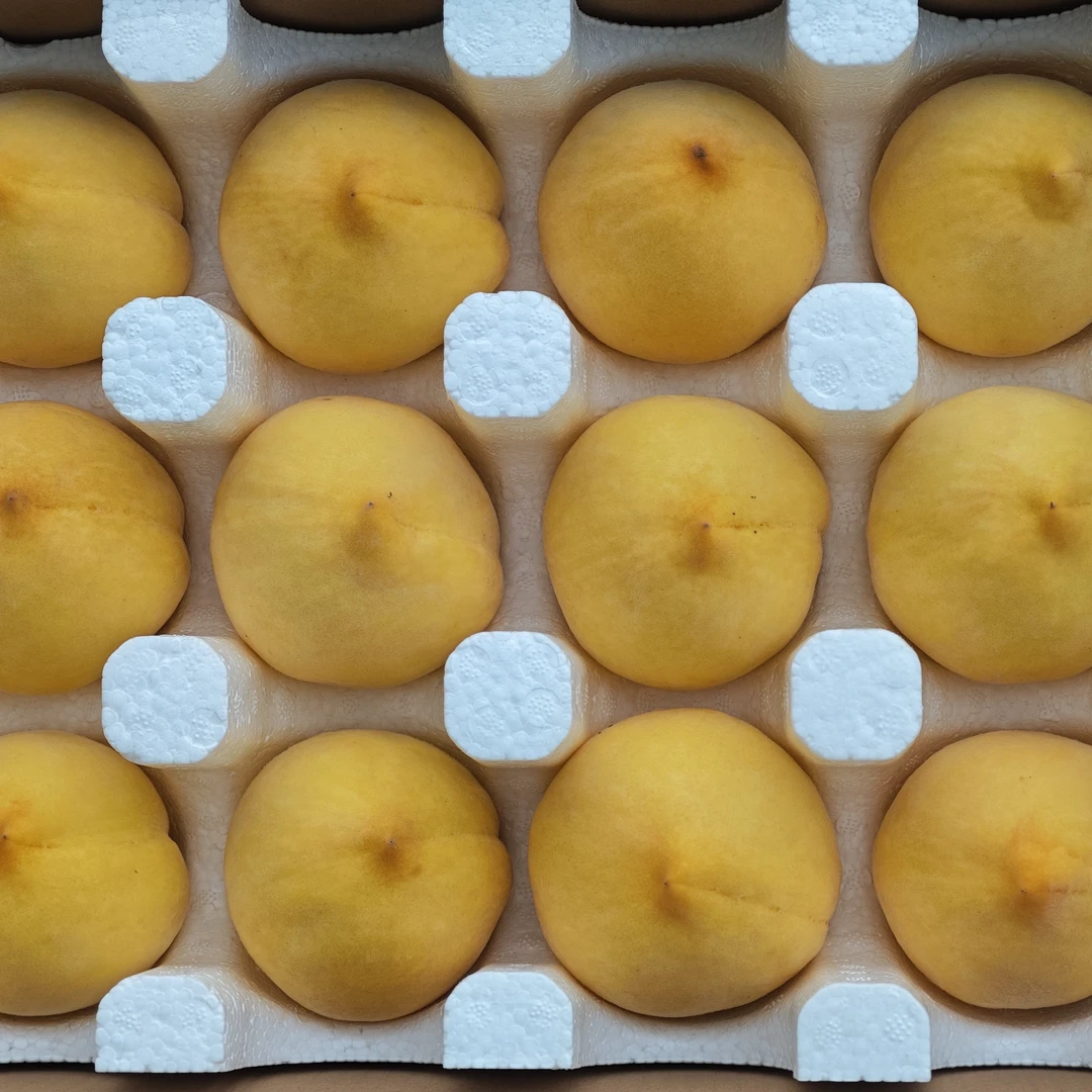 现摘新鲜黄桃当季水果脆甜多汁漢黃蜜桃枣阳皇桃