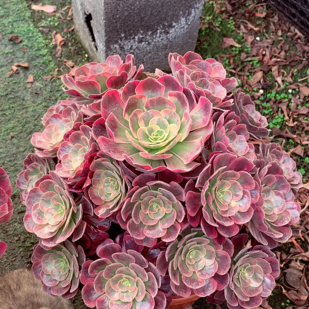 爱神捧花，多肉植物