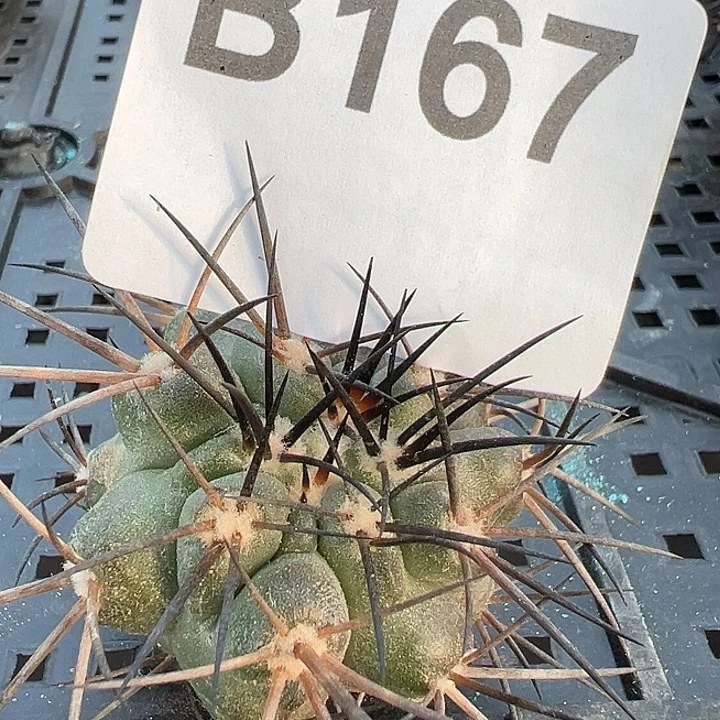 167。  黑王丸。一代侧。TOP