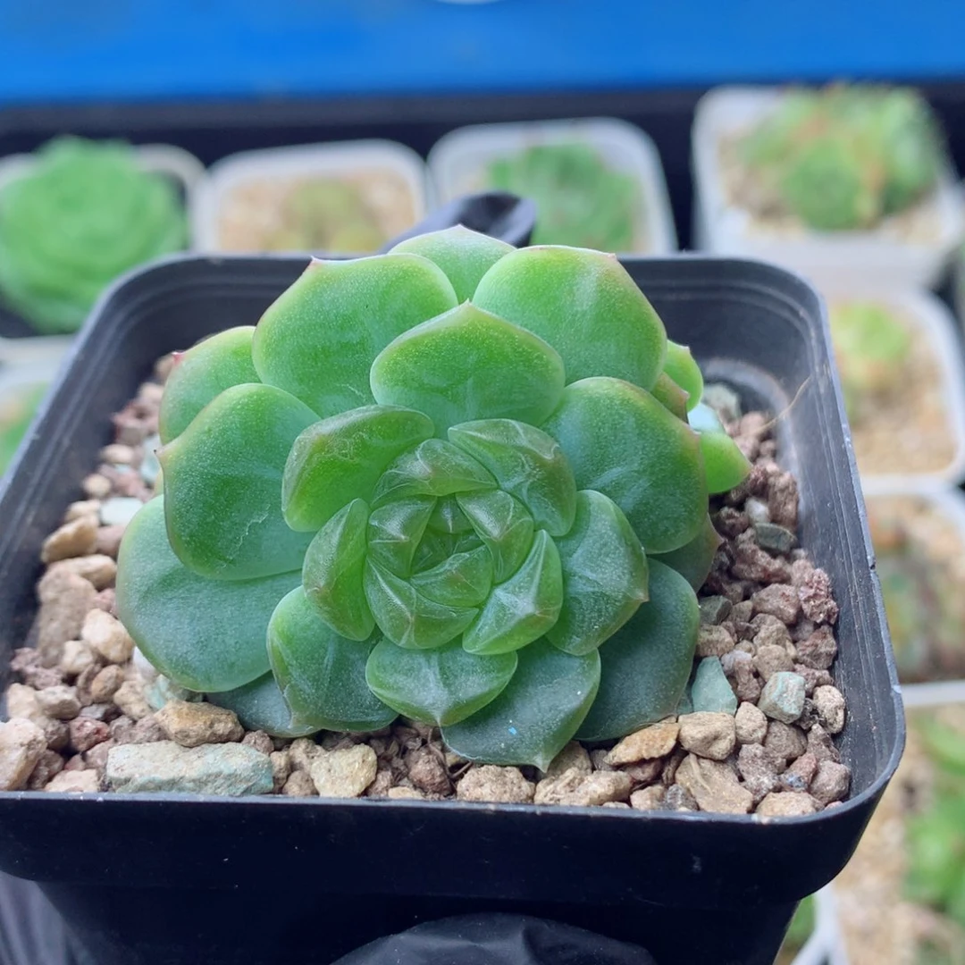 58包邮  群生不包整无尽灯34